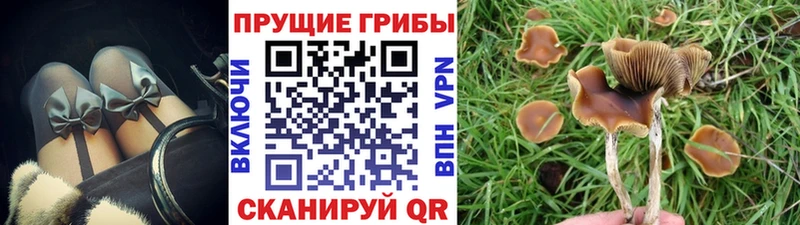Псилоцибиновые грибы Psilocybe  Обоянь 